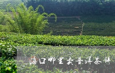 海口哪里卖普洱茶饼/2023071027140