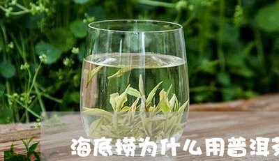 海底捞为什么用普洱茶/2023092815835