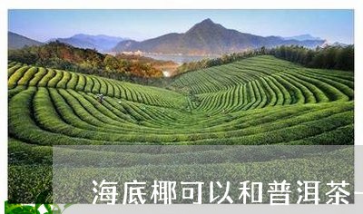 海底椰可以和普洱茶一起煮吗/2023110282936