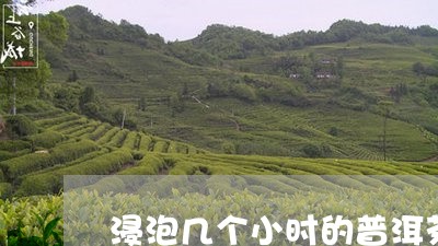 浸泡几个小时的普洱茶/2023080118380