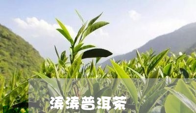 涛涛普洱茶/2023102553727