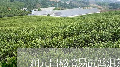 润元昌秘境易武普洱茶/2023072147593