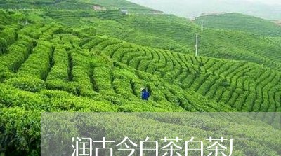 润古今白茶白茶厂/2023062208482