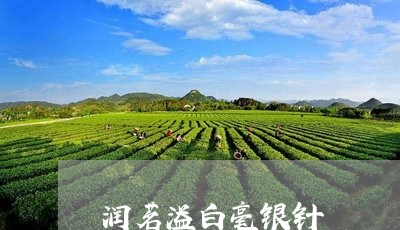 润茗溢白毫银针/2023112461836