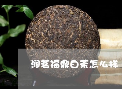 润茗福鼎白茶怎么样/2023120300493