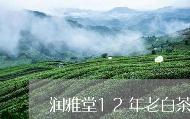 润雅堂12年老白茶/2023121549493