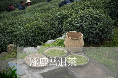 涿鹿普洱茶/2023090538480