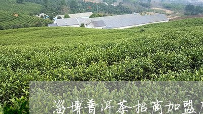 淄博普洱茶招商加盟店/2023061361816