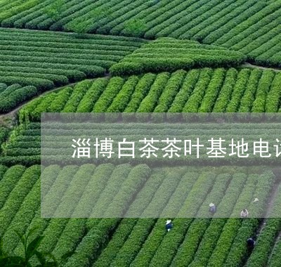 淄博白茶茶叶基地电话/2023100287363