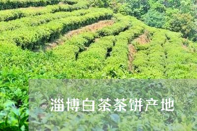 淄博白茶茶饼产地/2023062325484