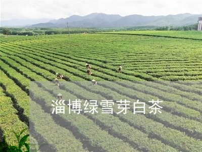 淄博绿雪芽白茶/2023060204849