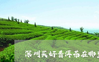 深圳买好普洱茶在哪里买/2023103114837