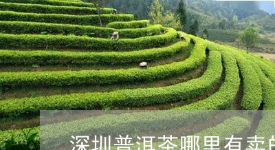 深圳普洱茶哪里有卖的/2023093097582