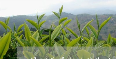 深圳普洱茶连锁茶叶店/2023092568461