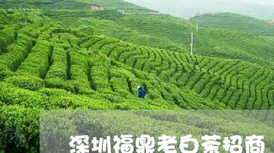 深圳福鼎老白茶招商/2023122203826