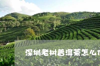 深圳老树普洱茶怎么储存/2023110784837