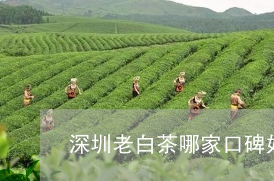 深圳老白茶哪家口碑好/2023080181485