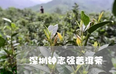 深圳钟志强普洱茶/2023112619591