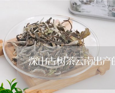 深山古树茶云南出产的一斤多少钱/2023060169262