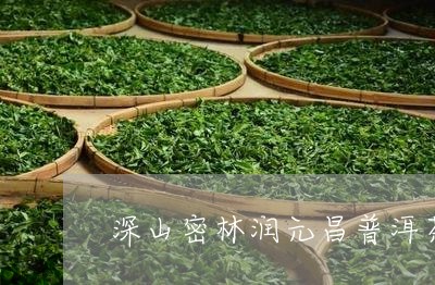 深山密林润元昌普洱茶/2023072265937