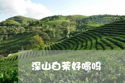 深山白茶好喝吗/2023060214939