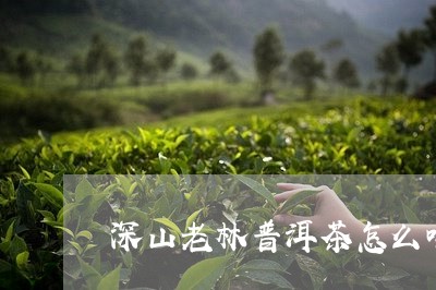 深山老林普洱茶怎么喝/2023062439696