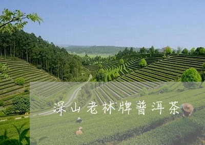 深山老林牌普洱茶/2023083118370