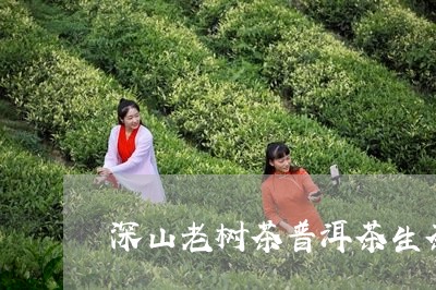 深山老树茶普洱茶生茶/2023101752614