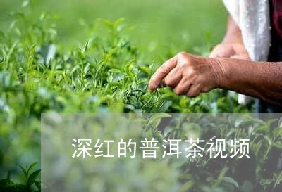 深红的普洱茶视频/2023112660492