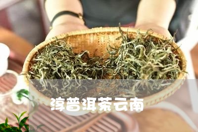 淳普洱茶云南/2023042620613