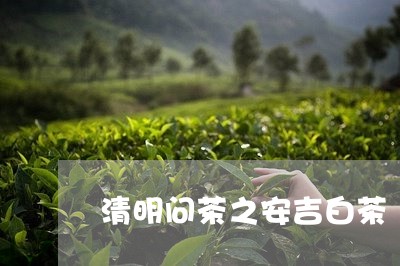 清明问茶之安吉白茶/2023122232806