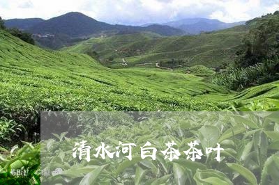 清水河白茶茶叶/2023060286139