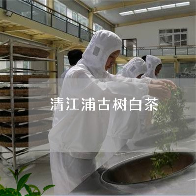 清江浦古树白茶/2023060275968