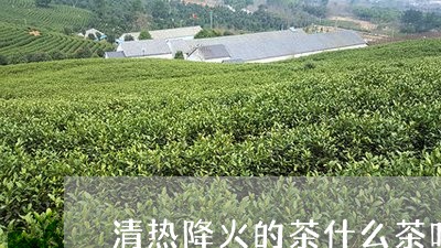 清热降火的茶什么茶叶清热解暑/2023053183938