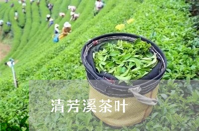 清芳溪茶叶/2023041776857