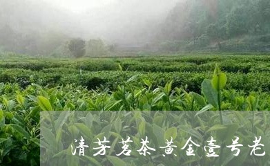 清芳茗茶黄金壹号老白茶/2023102733737