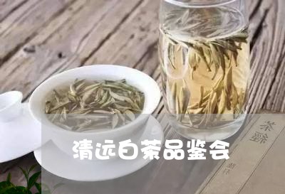 清远白茶品鉴会/2023060275250