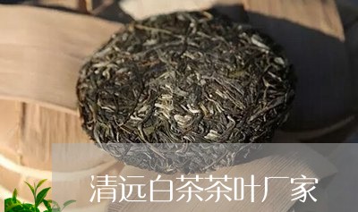 清远白茶茶叶厂家/2023062259269