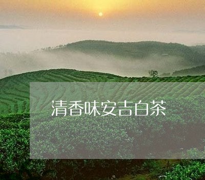 清香味安吉白茶/2023060244816