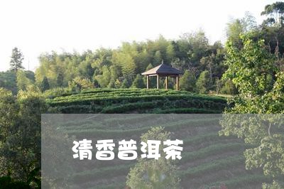 清香普洱茶/2023090615068