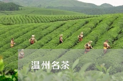 温州名茶/2023090115946