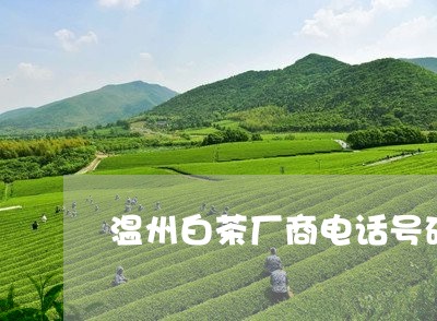 温州白茶厂商电话号码/2023100353826