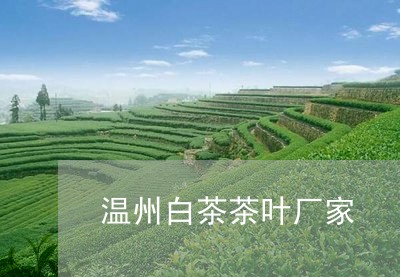 温州白茶茶叶厂家/2023062255379