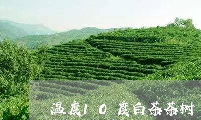 温度10度白茶茶树/2023071485258