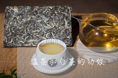 温茶和白茶的功效/2023062276140