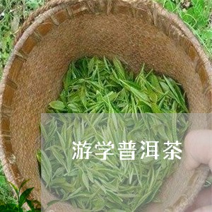 游学普洱茶/2023090585847