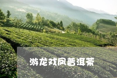 游龙戏凤普洱茶/2023120327594