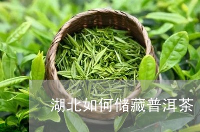 湖北如何储藏普洱茶/2023070839469