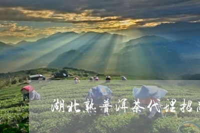 湖北熟普洱茶代理招商/2023061448151