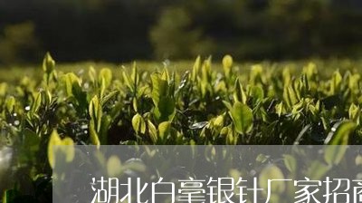 湖北白毫银针厂家招商/2023100391692